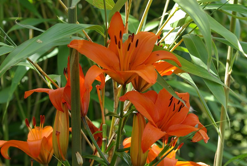 lys tigre au jardin exotiquer